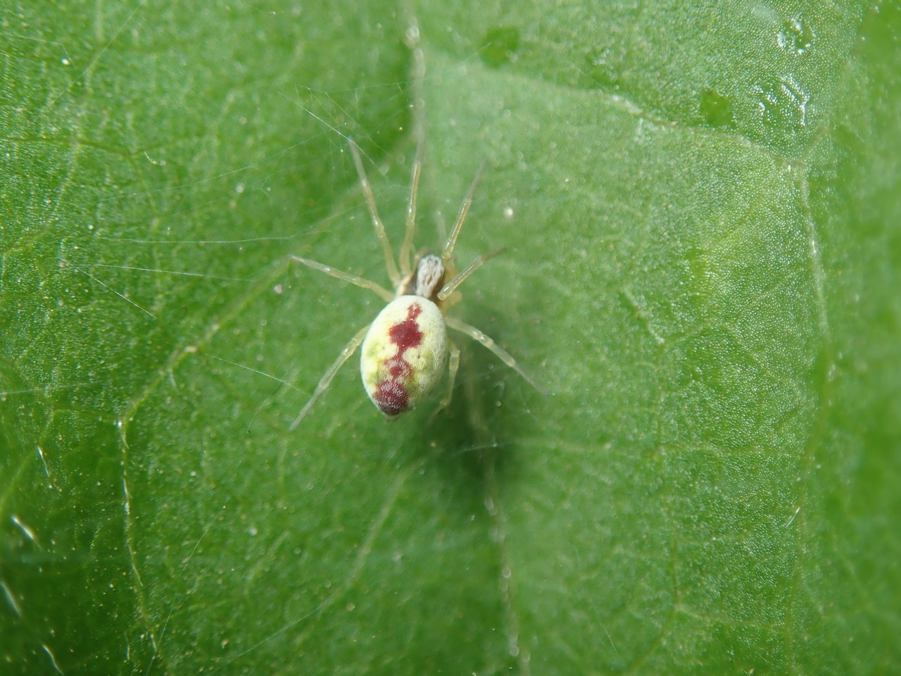Nigma puella